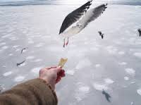 "An albatross eats from the hand of a sailor."